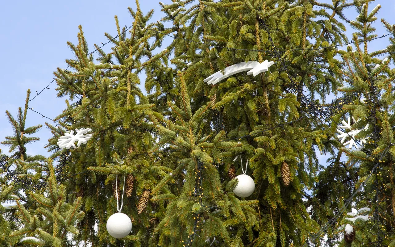 Středa 29. listopadu 10-16 hodin Zdobení vánočního stromu na Soukenném náměstí